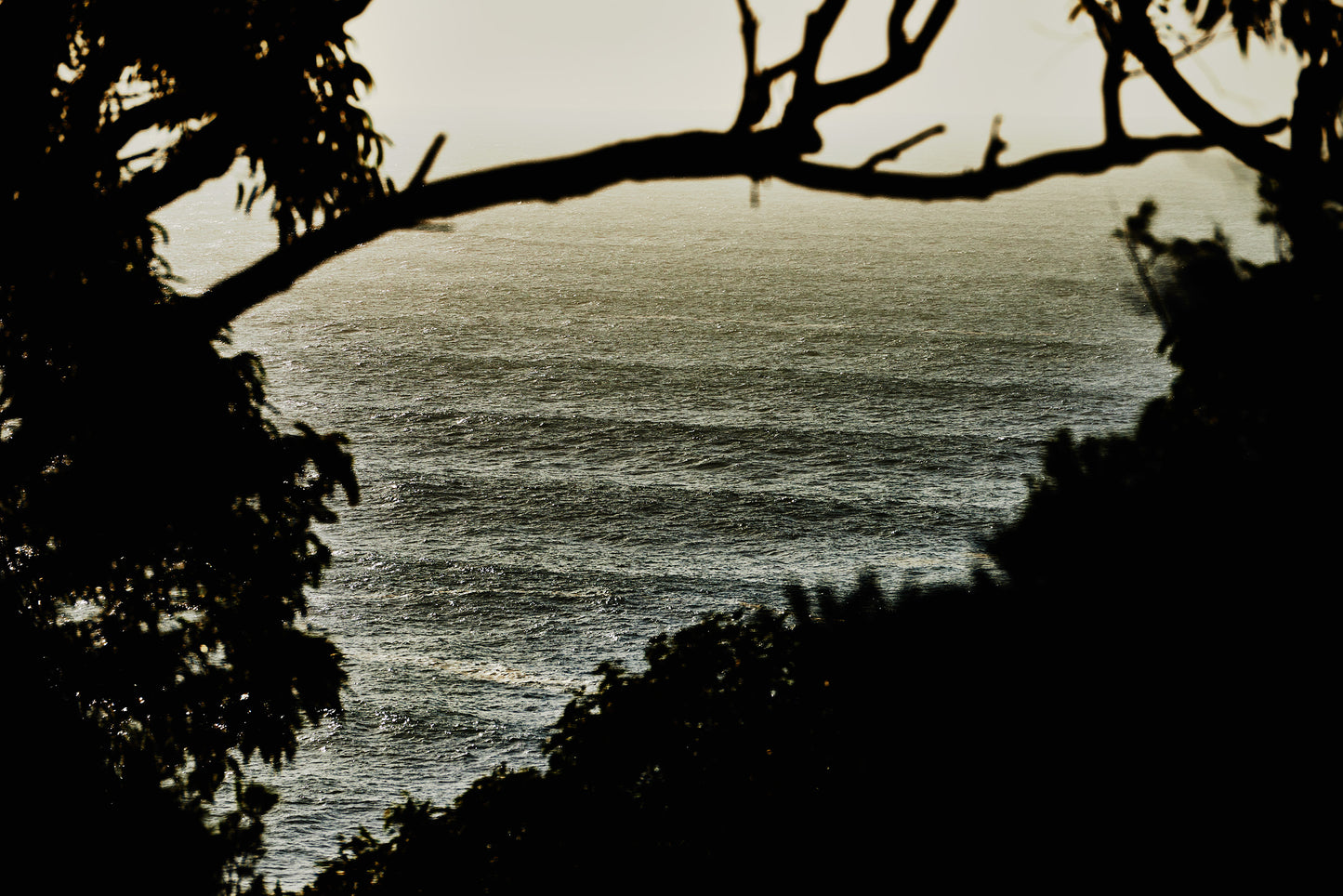 KaneSkennar-Swell lines through the trees