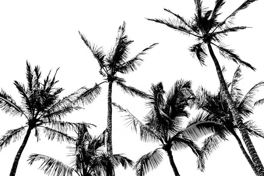 Palm Trees